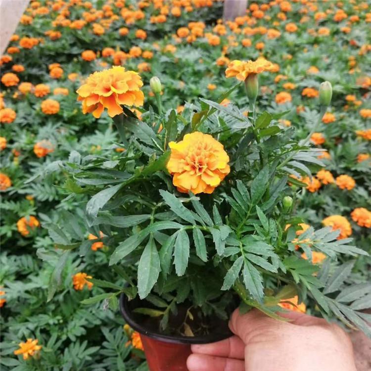 欧润 孔雀草种子 孔雀草盆花 现货