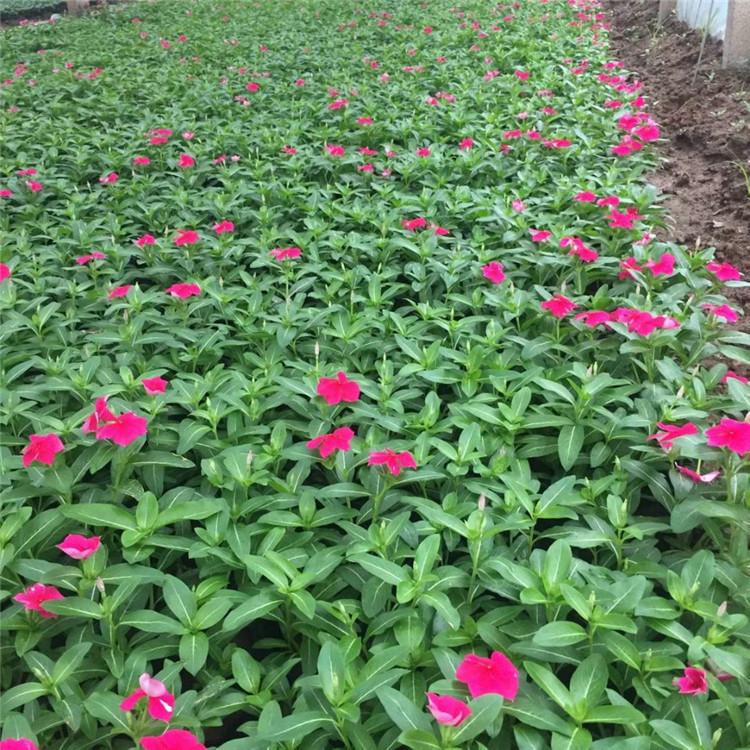 欧润 长春花 耐寒长春花 欢迎选购