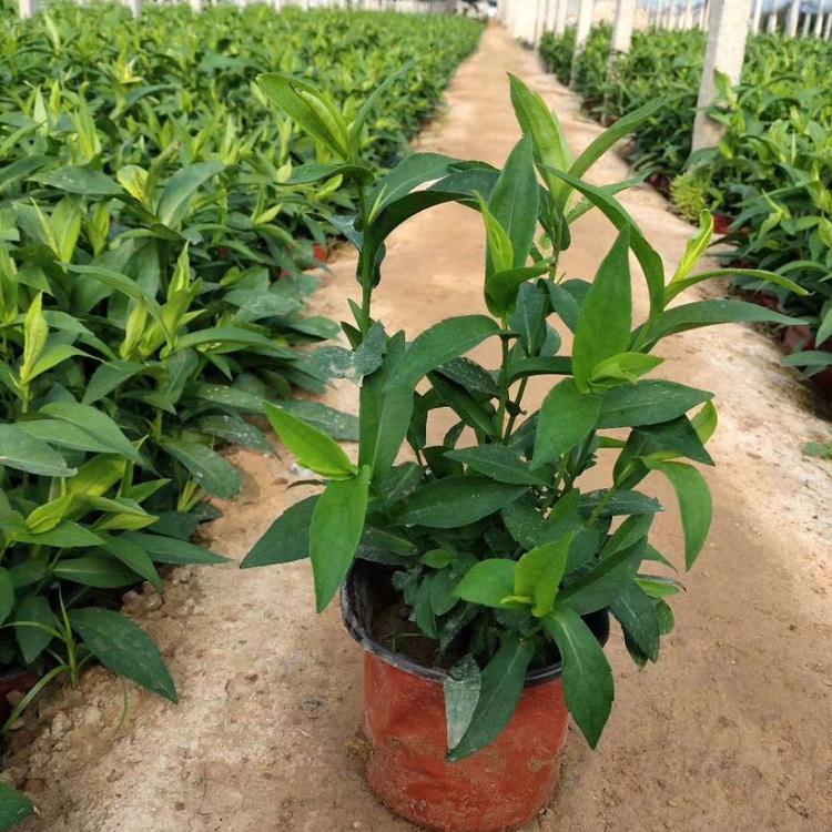 高山紫菀价格 紫菀工程苗 青州紫菀盆苗
