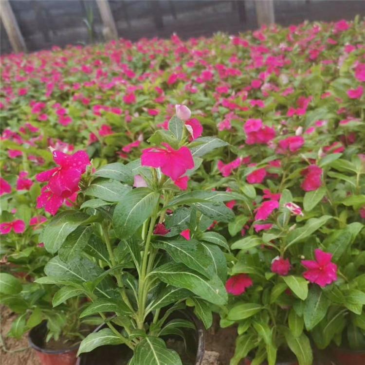欧润 多色长春花 园林长春花 现货供应