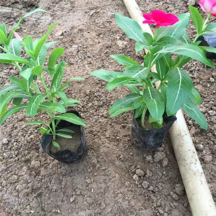 欧润 耐寒长春花 长春花种植 直销