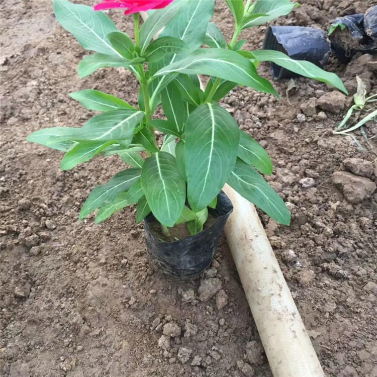 欧润 玫红长春花 长春花苗子 厂家现货