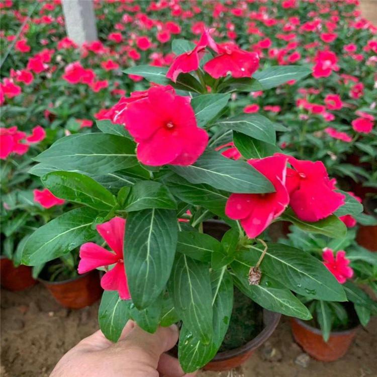 欧润 长春花营养杯 长春花花期 厂家直供