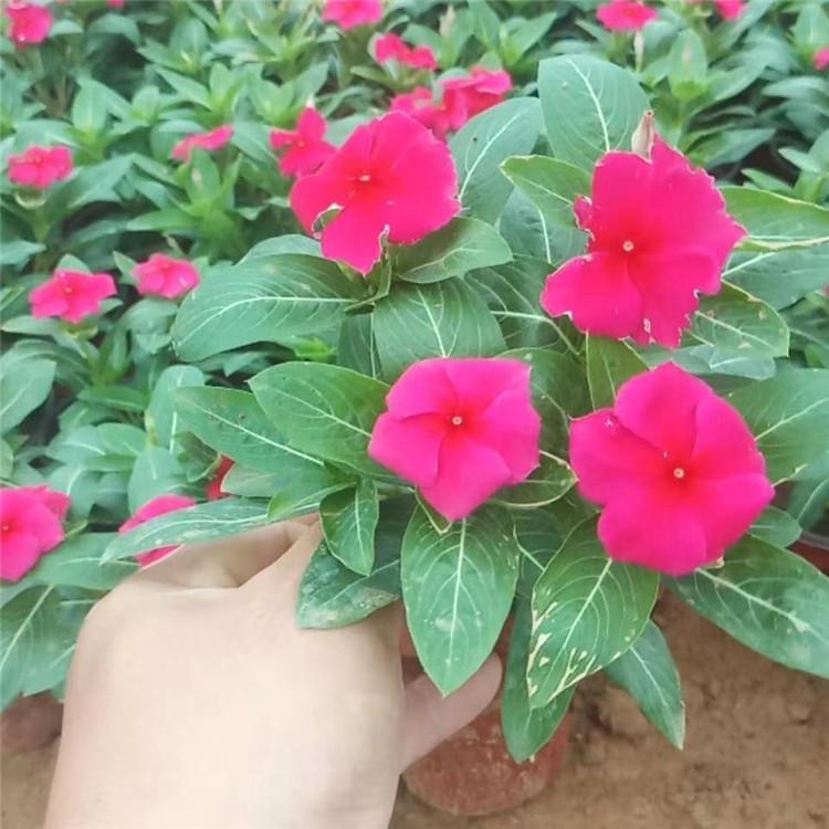 欧润 绿化用长春花 景观长春花  品种全