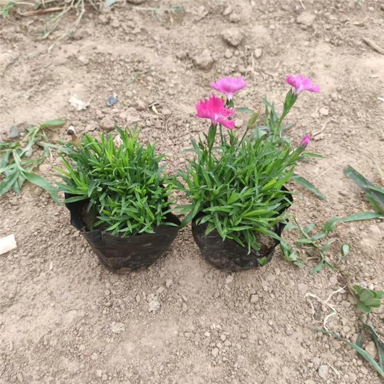 欧润 地被欧石竹 白花欧石竹 欢迎选购