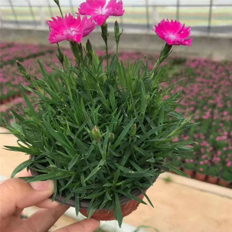 欧润 地被欧石竹 白花欧石竹   现货供应