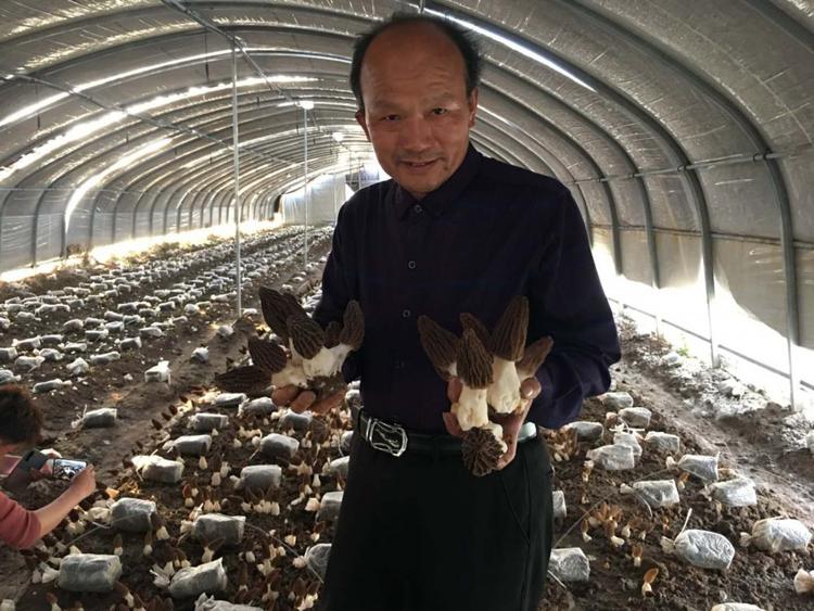 学习羊肚菌种植技术羊肚菌种植技术学习培训理论加实践