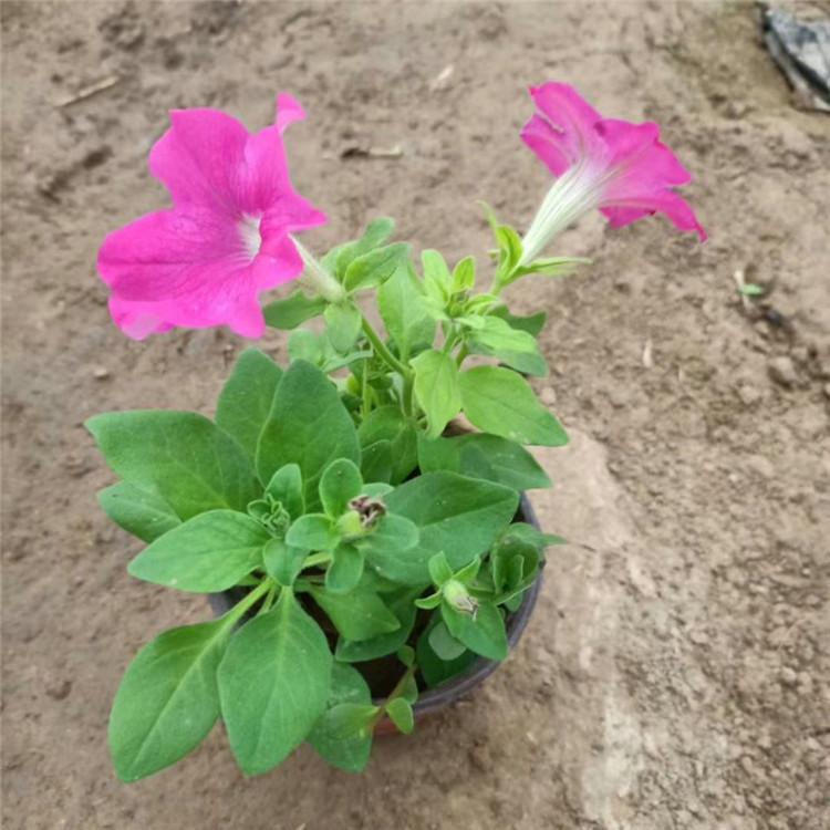 欧润 牵牛花 垂钓牵牛花 欢迎选购