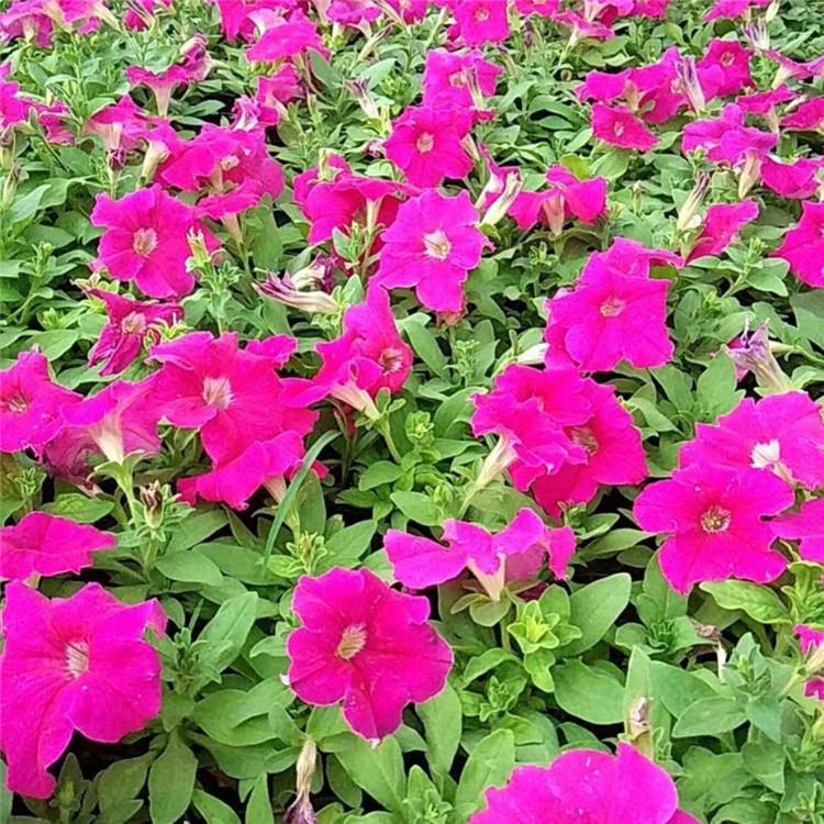 欧润 牵牛花种子 牵牛花小苗 现货供应