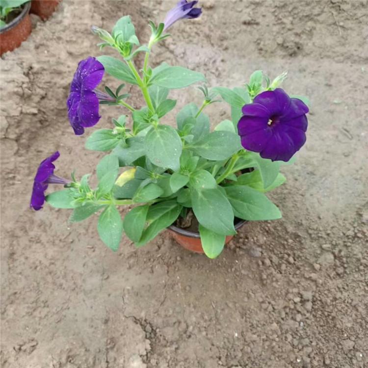 欧润 牵牛花海 矮牵牛 现货供应