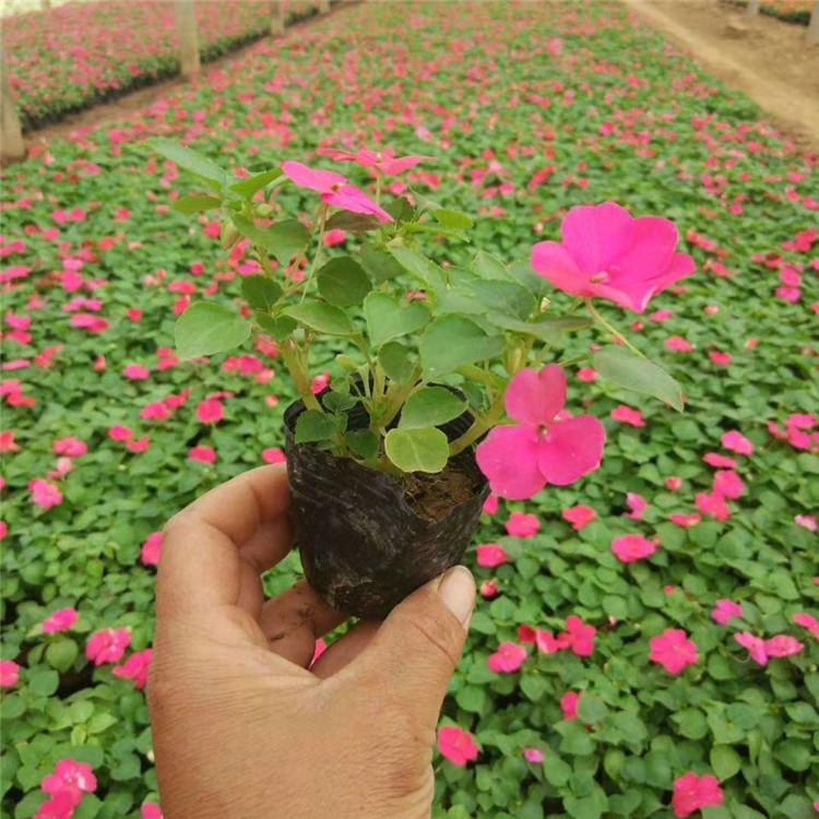 欧润 矮牵牛花 大红牵牛花 货源充足