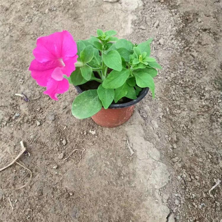 欧润 玫红牵牛花 牵牛花营养杯 价格出售