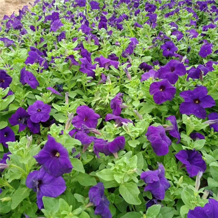欧润 时令牵牛花 多色牵牛花 厂家直销