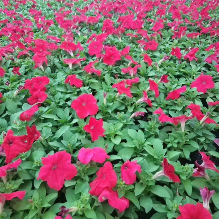 欧润 爬藤牵牛花 垂吊牵牛花 规格齐全