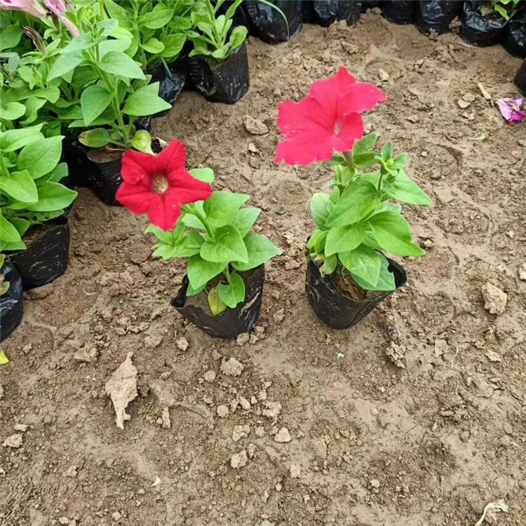欧润 绿化工程用牵牛花小苗 盆栽垂吊牵牛花 规格齐全