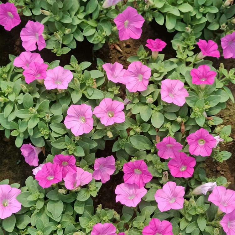 欧润 垂钓牵牛花  牵牛花种子 大量现货