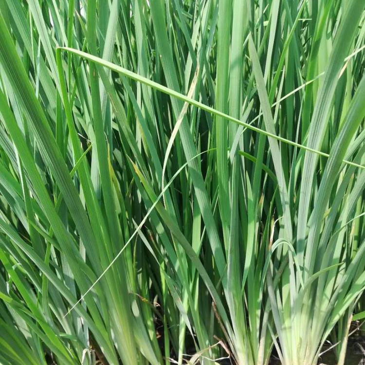 马兰花价格 马兰花杯苗 马莲花价格