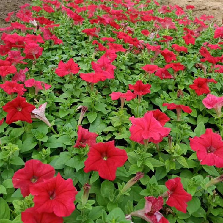 欧润 牵牛花营养杯  时令牵牛花  价格优惠