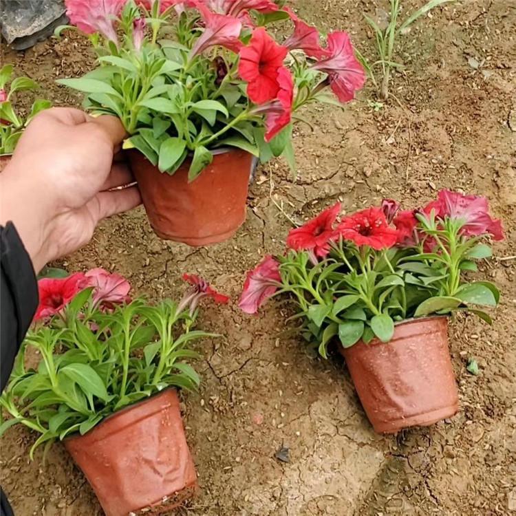 欧润 大红牵牛花  玫红牵牛花  现货供应