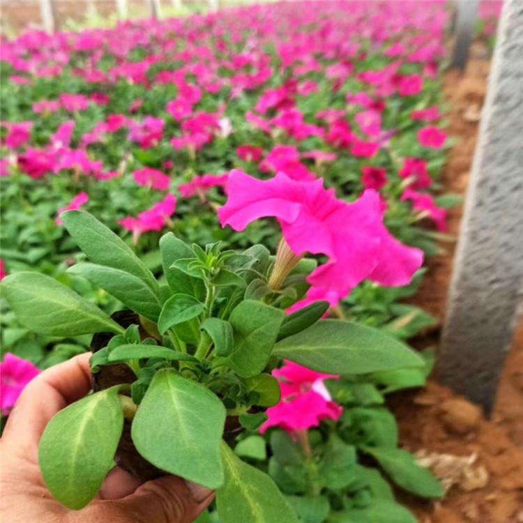 欧润 牵牛花小苗 矮牵牛花 现货批发