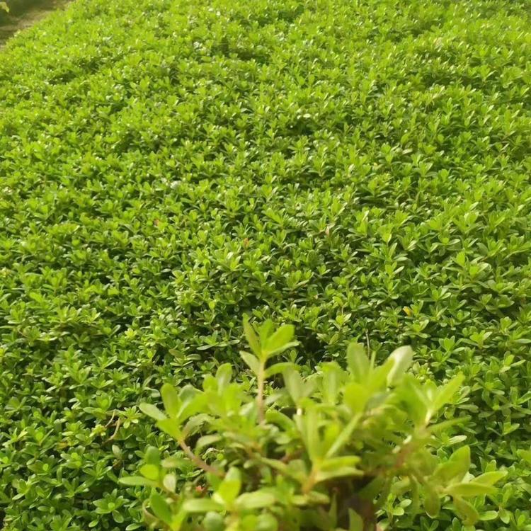 太阳花价格 阳台美化太阳花批发 太阳花盆栽