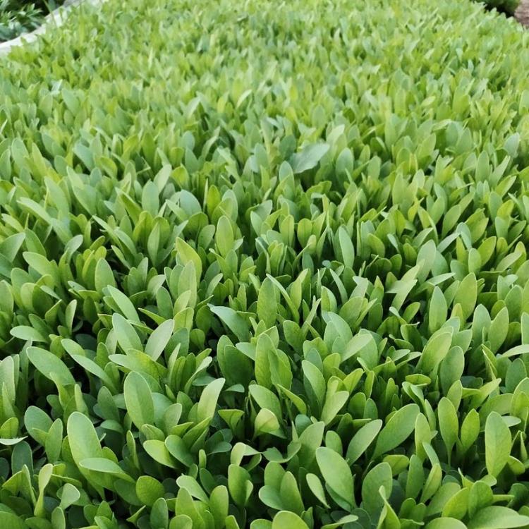 金鸡菊报价  金鸡菊苗圃供应 大量批发