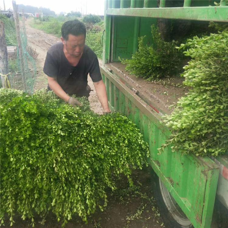 小叶黄杨小苗 小叶黄杨观赏花卉 常年批发