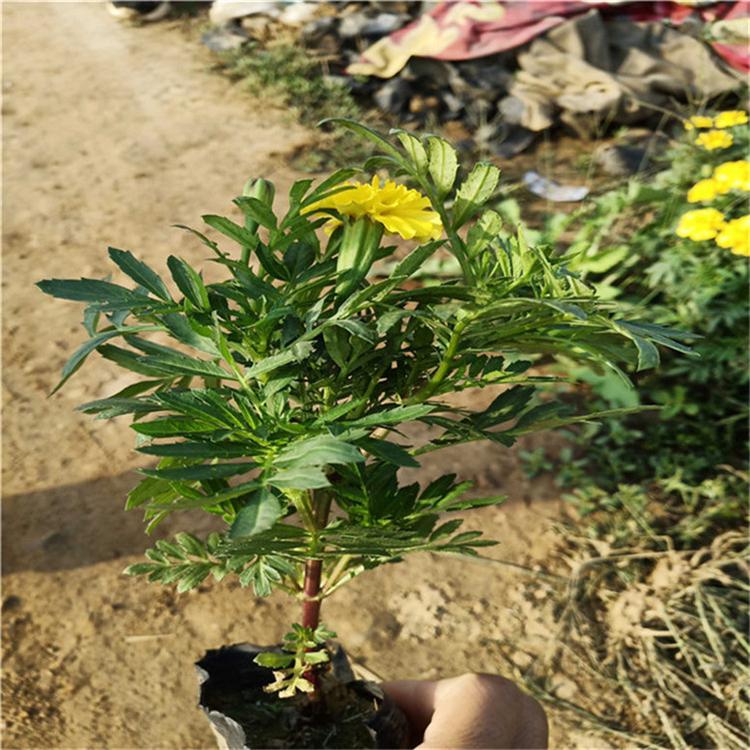 孔雀草易成活 孔雀草观赏草 种植基地批发