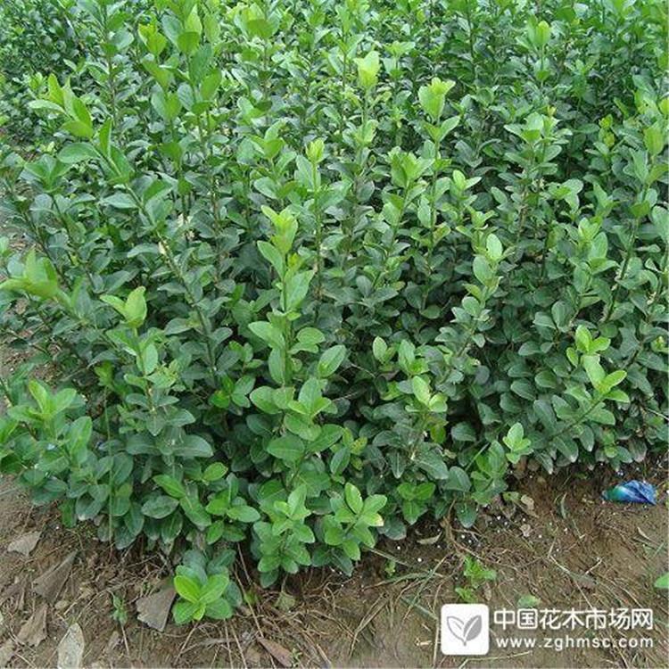 40公分高大叶扶芳藤 大叶扶芳藤 河南大叶扶芳藤基地