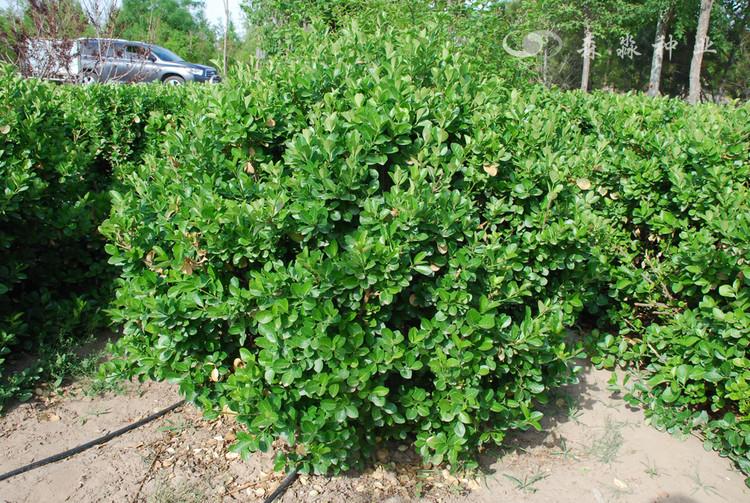60公分高大叶扶芳藤 大叶扶芳藤 山西大叶扶芳藤种植与养护