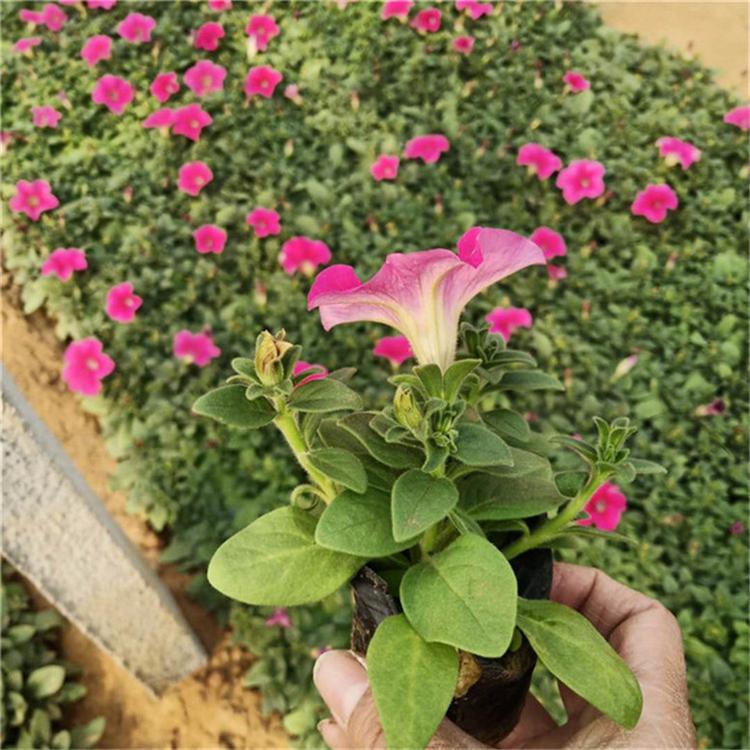 矮牵牛量大从优 矮牵牛组摆草花批发 苗圃直供
