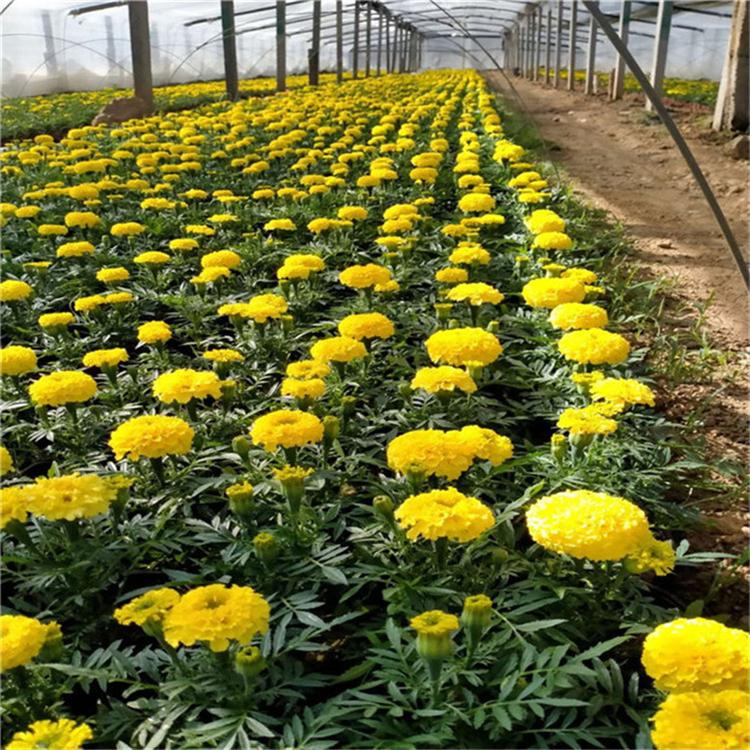万寿菊工程苗 万寿菊工程苗木 种植基地批发
