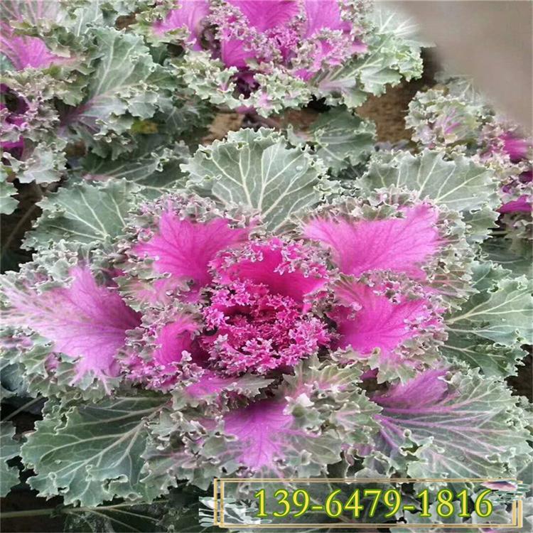 冬季抗寒花卉羽衣甘蓝批发基地 紫色 白色羽衣甘蓝种子
