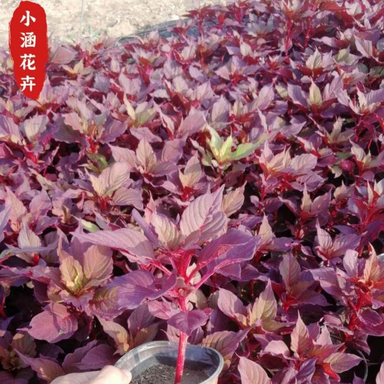 优质世纪红  鸡冠花  青州草花  时令花草