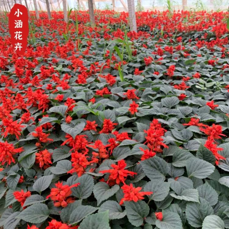 一串红价格  一串红批发  爆仗红  拉尔维亚  小涵花卉