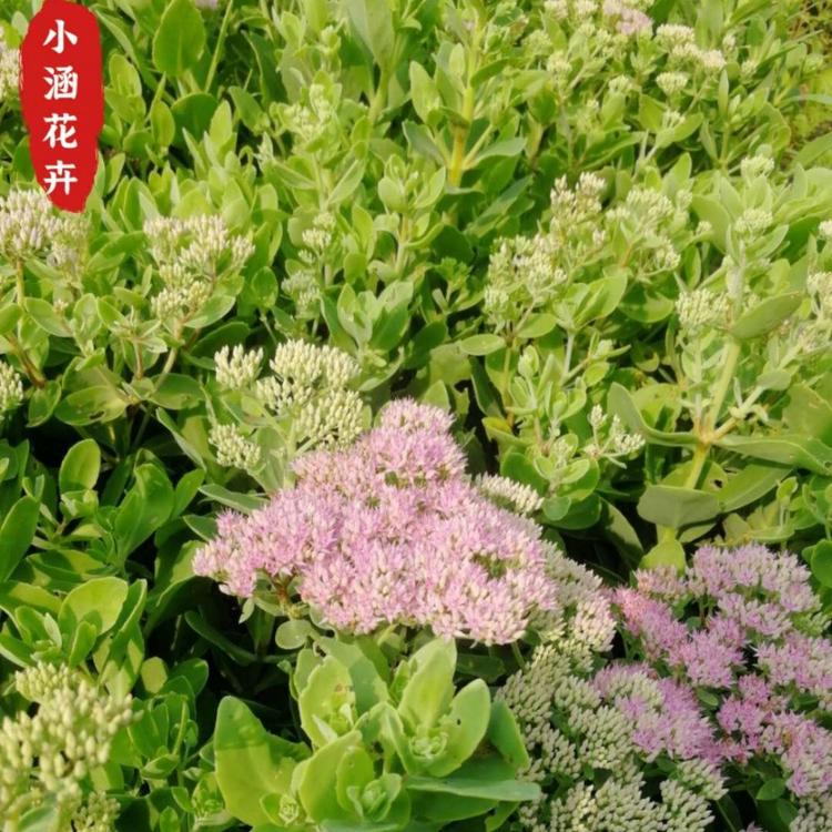 八宝景天价格  华丽景天  大叶景天   宿根花卉  优质八宝景天  小涵花卉