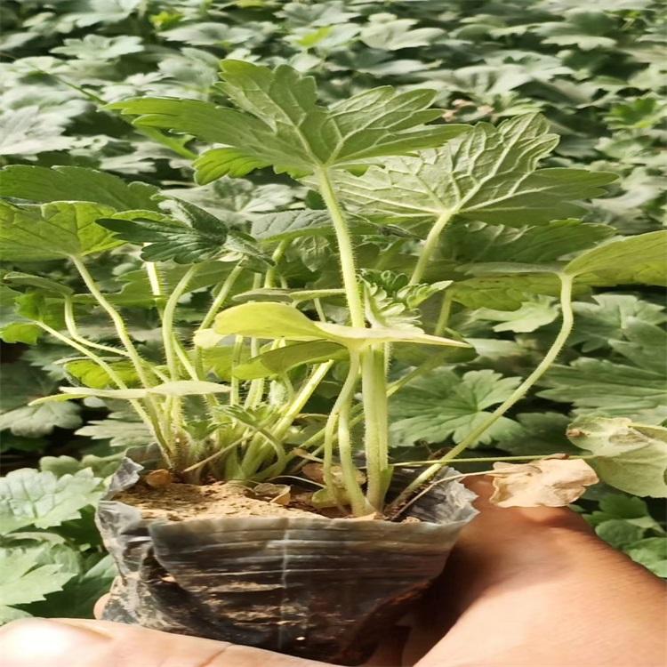 大花飞燕草报价 大菊花飞燕草基地批发