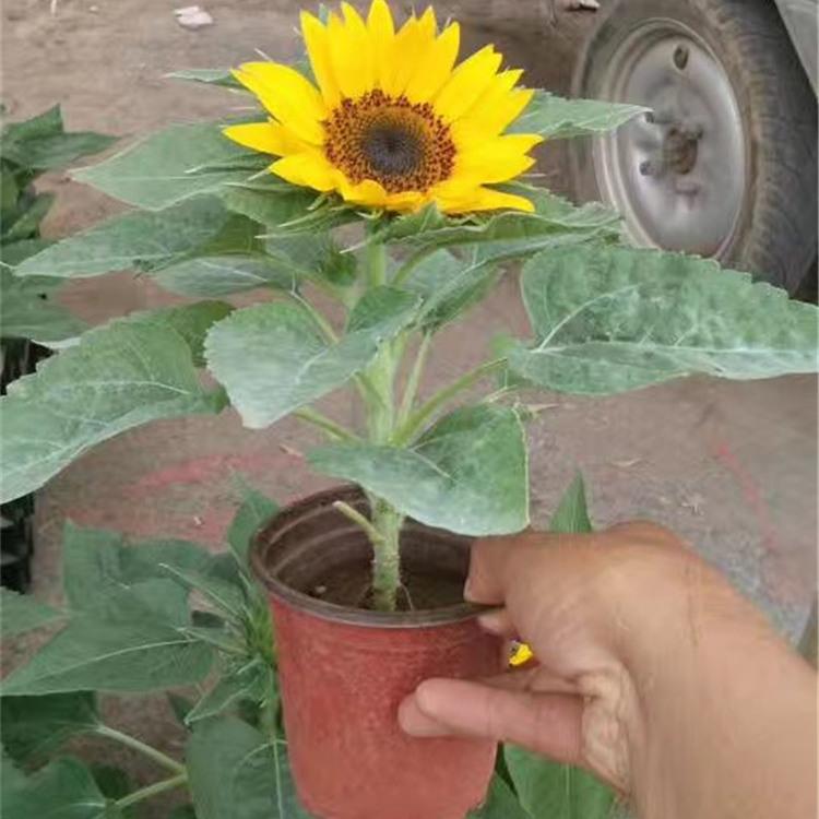江苏向日葵种植基地 向日葵报价