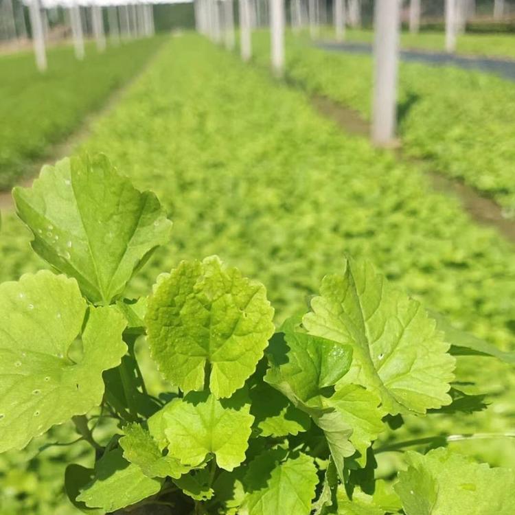 二月兰种植基地 二月兰价格 青州二月兰杯苗