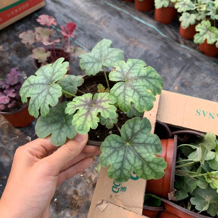 售 矾根 矾根花海工程用苗 矾根培育基地