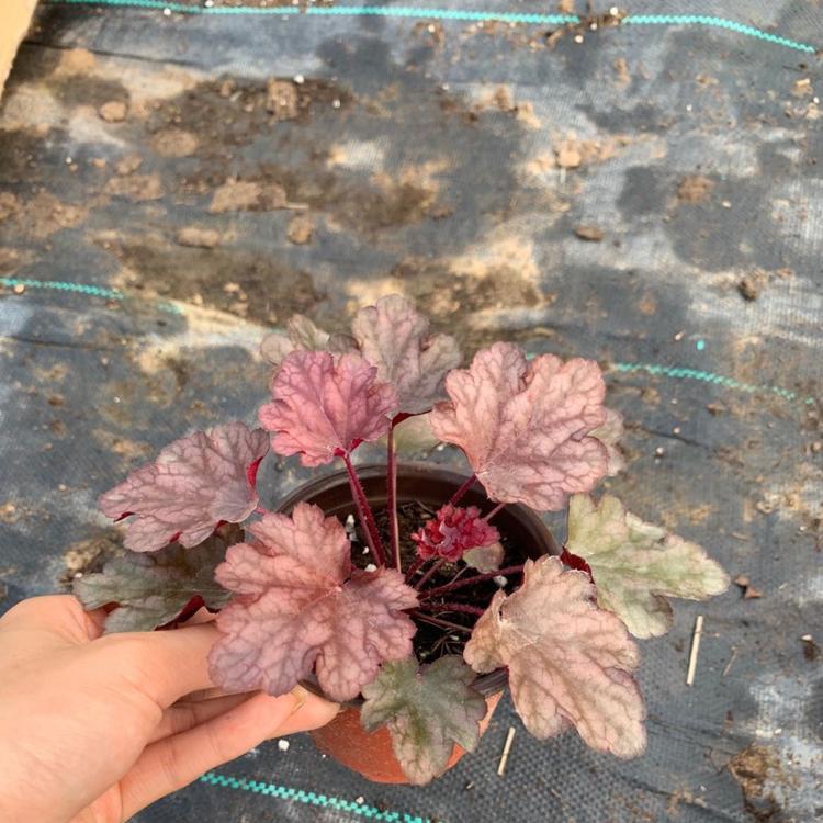 售 多色矾根 美丽乡村建设矾根 矾根批发商