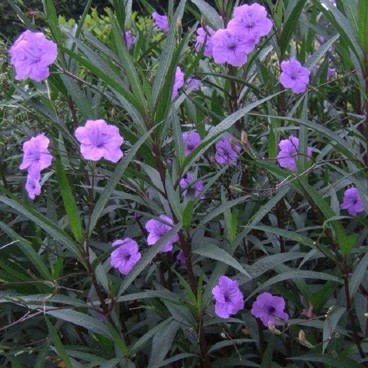 草坪美化翠芦莉  翠芦莉盆栽  翠芦莉种植基地