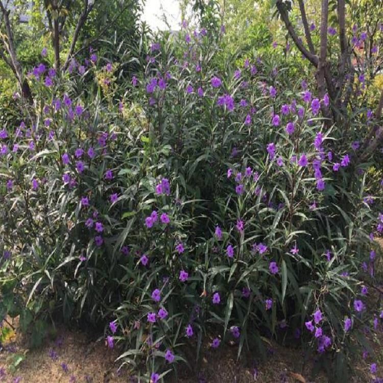 地被紫花翠芦莉  翠芦莉小苗  翠芦莉种植基地  长期供应