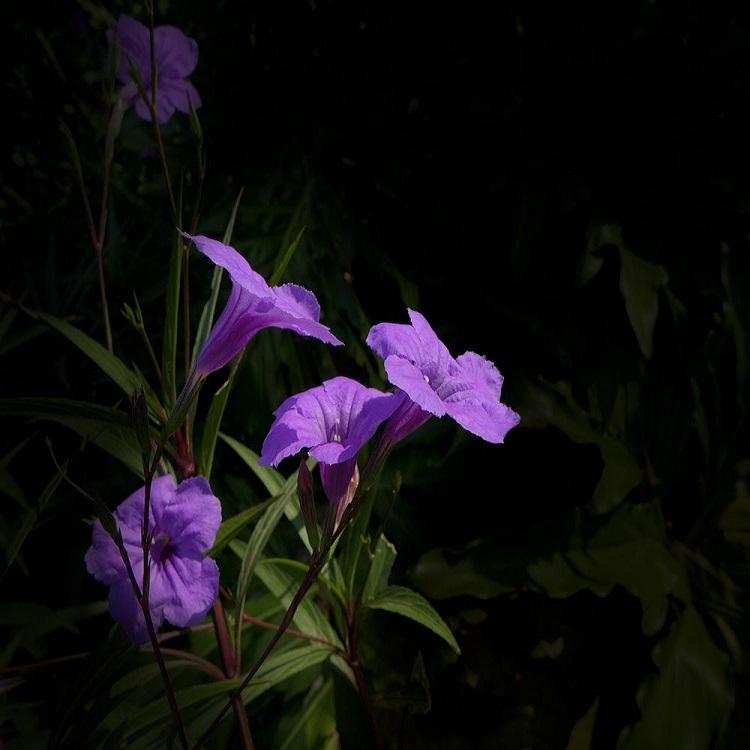 花海培育翠芦莉  翠芦莉小苗  翠芦莉山东供应商  保质保量