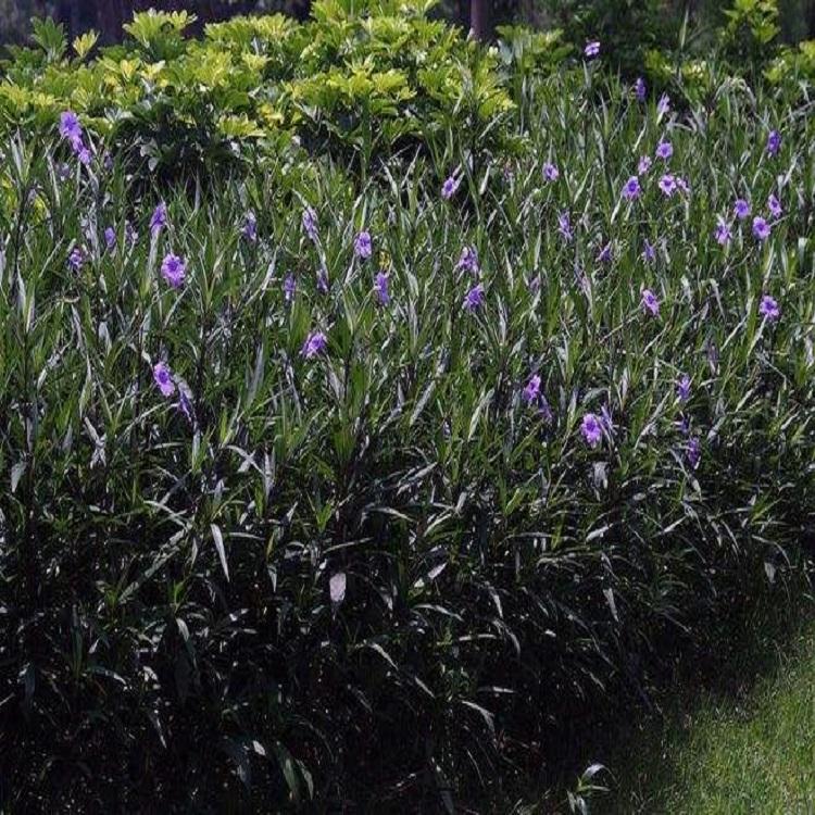 花海培育  翠芦莉种植基地  翠芦莉盆栽供应