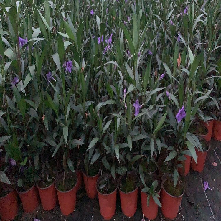 花海培育翠芦莉  翠芦莉盆栽  翠芦莉山东供应商