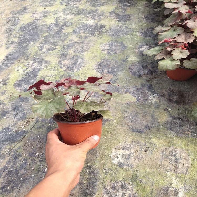 公园绿化的双色盆矾根   矾根种植基地  山东基地直发