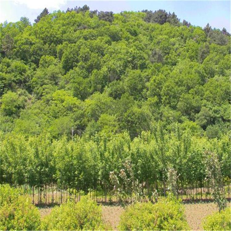 辽宁花楸苗批发 刘家苗圃百花花楸苗 