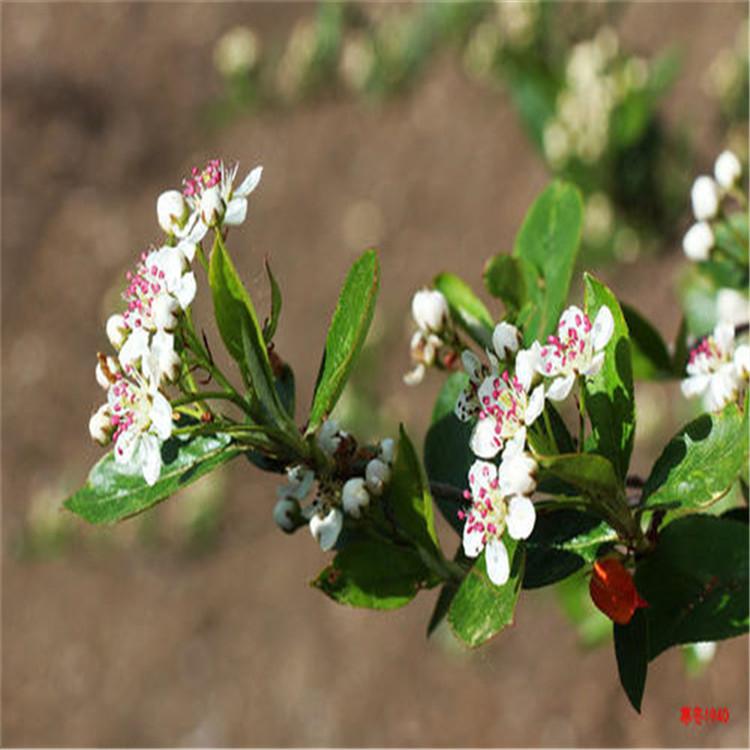 百花花楸苗 刘家苗圃基地直销花楸苗 花楸苗批发