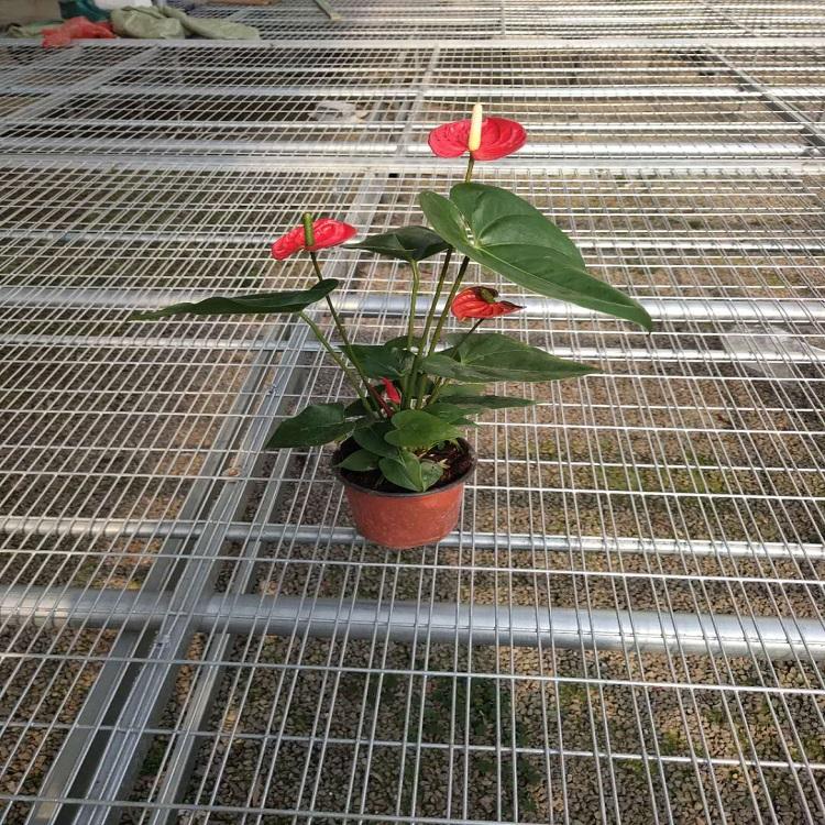 基地直发  红掌报价  红掌种植基地